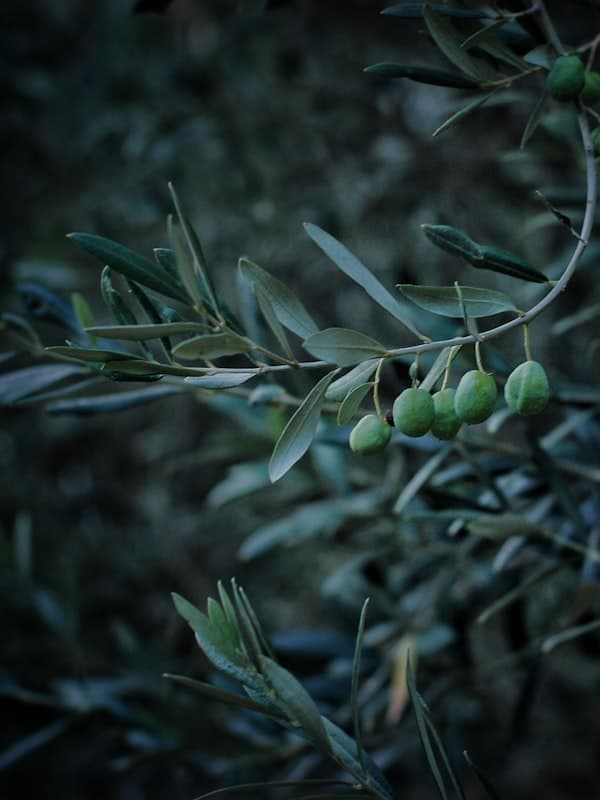 Quilted Liner Jacket